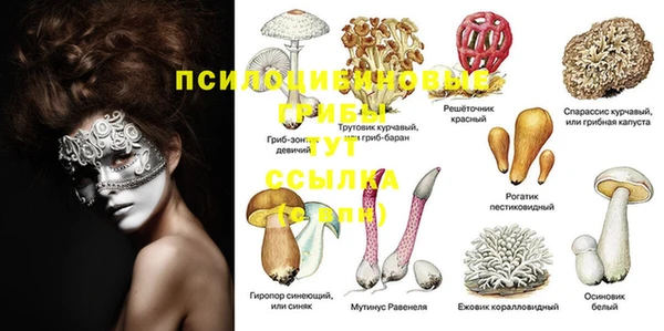 стафф Алзамай