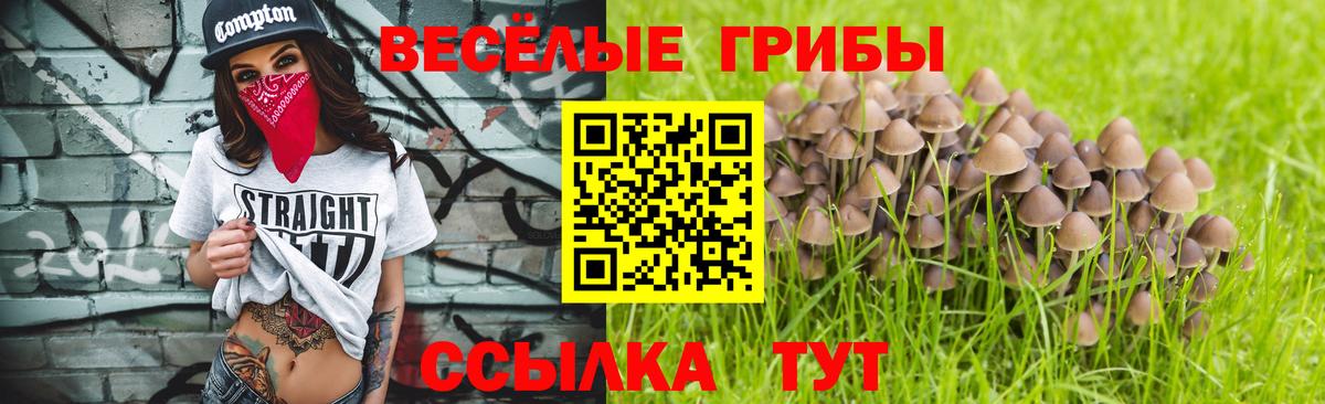 Тосно  закладка  Вход с VPN  Псилоцибиновые грибы Cubensis 